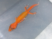 Red stripe giant albino reverse stripe cross.