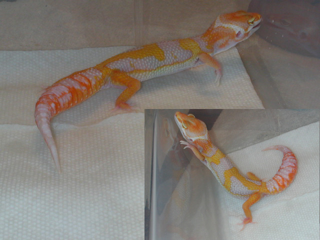 Meet .... DRAGO