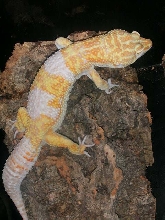 Tremper Giant male 120  gr.
