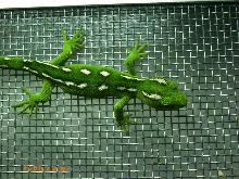 Awsome naltinus grayii