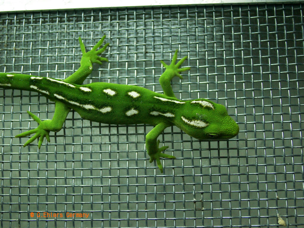 Awsome naltinus grayii