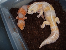 Breeding fat tails