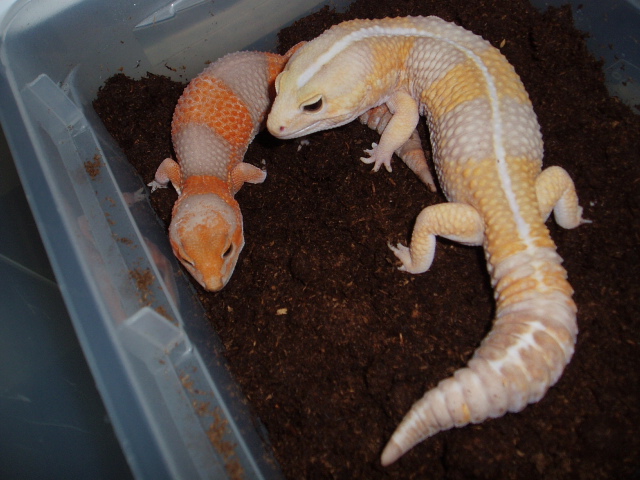 Breeding fat tails