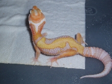 Jungle giant albino baby