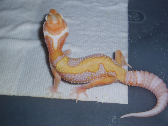 Jungle giant albino baby