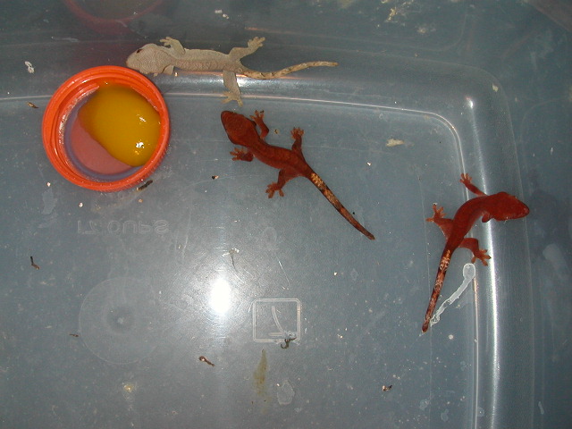 Fire red babies crested