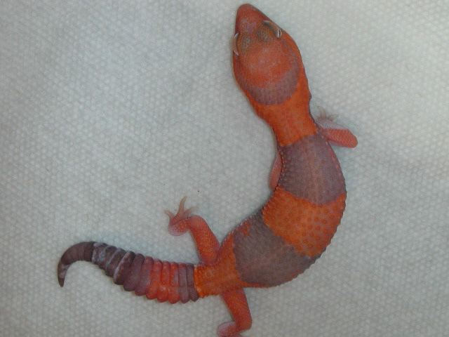 Red-orange amelanistic fat-tail