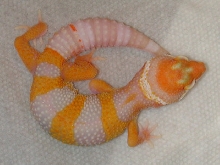 Carrot head Albino baby