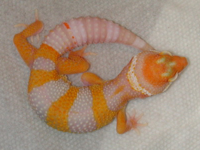 Carrot head Albino baby