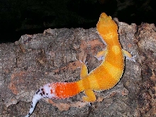One more female holdback.