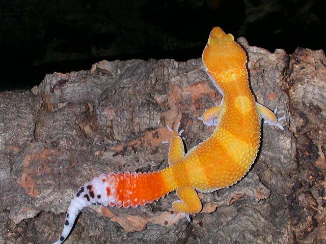 One more female holdback.