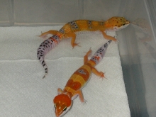 Red tangerine vs. normal tangerine.