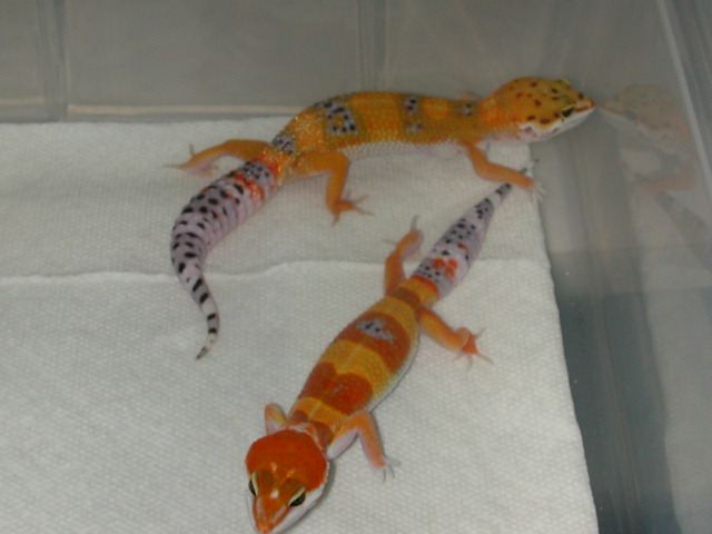 Red tangerine vs. normal tangerine.