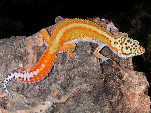 Red stripe female