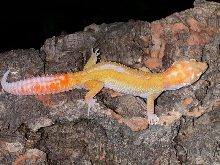 Reverse stripe giant albino male.