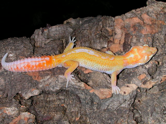 Reverse stripe giant albino male.