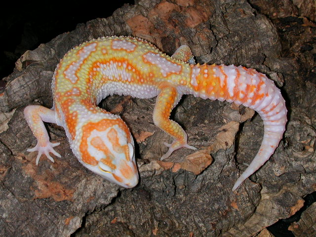 Giant albino broken reverse stripe