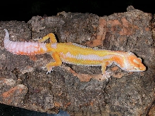 Giant albino stripe.