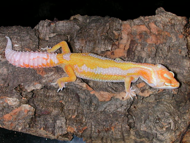 Giant albino stripe.