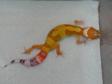 Super hypo tangerine baby