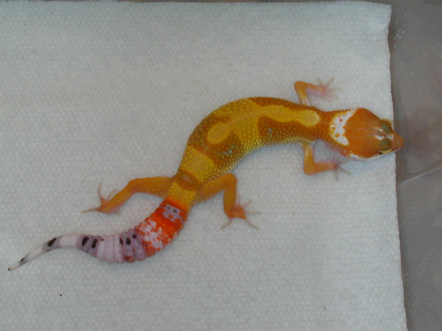 Super hypo tangerine baby