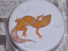tangerine jungle albino