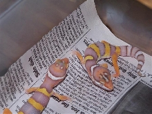 baby bell albinos