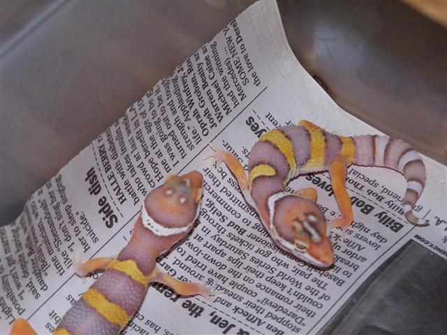 baby bell albinos