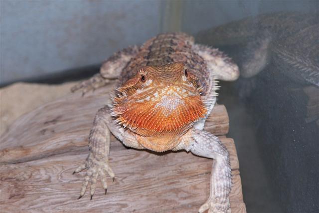 newest orange bearded ragon