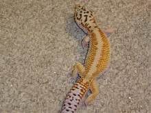 red stripe leoprd gecko