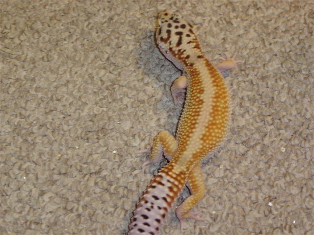 red stripe leoprd gecko