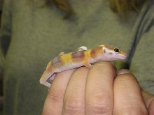 snake eye gecko full body shot