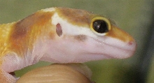 snake eye gecko