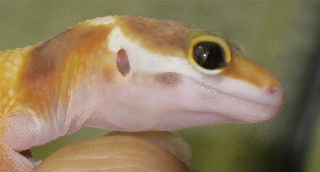 snake eye gecko