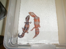 african fat tail geckos