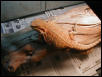 orange phase bearded dragon