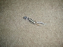 striped leopard gecko