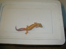female red stripe