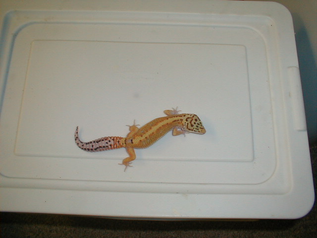 female red stripe
