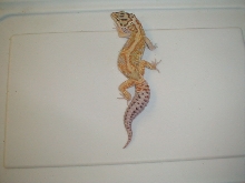 male red stripe