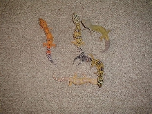 patternless hypo tangerine albino  normal leopard geckos