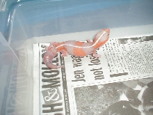 striped tangerine albino african fat tail gecko