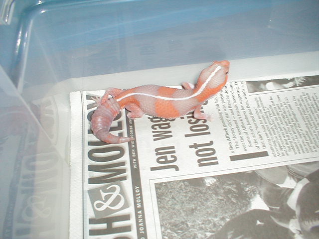 striped tangerine albino african fat tail gecko