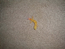 hypo tangerine carrot tail leopard gecko male