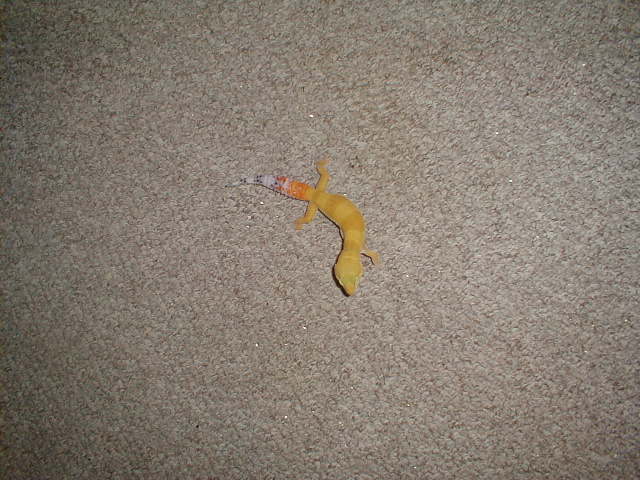 hypo tangerine carrot tail leopard gecko male
