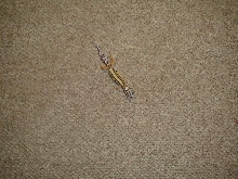 striped leopard gecko