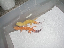 my male hypo tang cross carrot tail and a male hypo tangerine