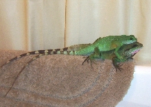 getting bigger