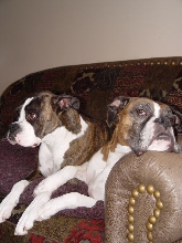 our boxers