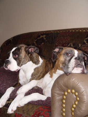 our boxers